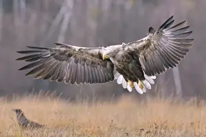 Approach Prints: White-tailed Eagle -Haliaeetus albicilla- in flight in an autumn landscape
