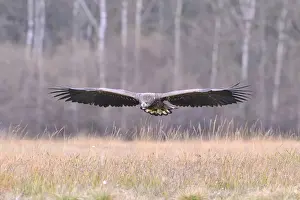 White-tailed Eagle -Haliaeetus albicilla- in flight in an autumn landscape, Kuyavian-Pomeranian Voivodeship, Poland