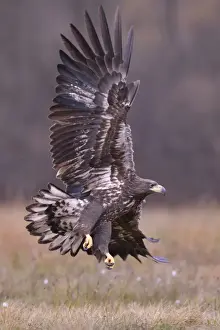 Haliaeetus Prints: White-tailed Eagle -Haliaeetus albicilla- in flight in an autumn landscape