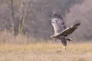 Haliaeetus Prints: White-tailed Eagle -Haliaeetus albicilla- in flight in an autumn landscape