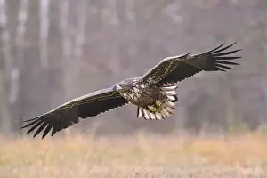 Haliaeetus Prints: White-tailed Eagle -Haliaeetus albicilla- in flight in an autumn landscape