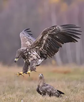 Haliaeetus Prints: White-tailed Eagle -Haliaeetus albicilla- in flight in an autumn landscape