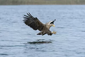 Images Dated 6th October 2014: White-tailed Eagle or Sea Eagle -Haliaeetus albicilla-, in flight, Mecklenburg Lake District