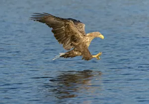 Images Dated 4th October 2014: White-tailed Eagle or Sea Eagle -Haliaeetus albicilla-, in flight, Mecklenburg Lake District