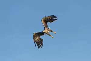 Images Dated 4th October 2014: White-tailed Eagle or Sea Eagle -Haliaeetus albicilla-, in flight, Mecklenburg Lake District