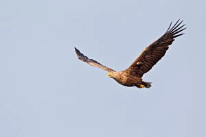 Images Dated 11th June 2013: White-tailed Eagle or Sea Eagle -Haliaeetus albicilla- in flight, Lower Saxony, Germany