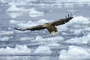 Images Dated 6th February 2013: White-tailed Eagle or Sea Eagle -Haliaeetus albicilla-, in flight above drifting ice, Rausu