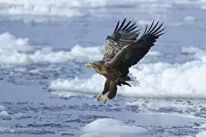 Images Dated 6th February 2013: White-tailed Eagle or Sea Eagle -Haliaeetus albicilla- in flight, Rausu, Menashi, Hokkaido, Japan