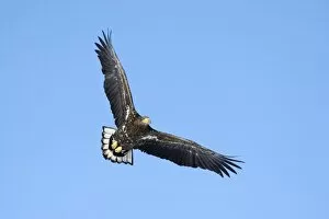 Images Dated 31st January 2013: White-tailed Eagle or Sea Eagle -Haliaeetus albicilla- in flight, viewed from below