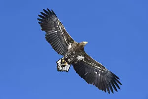 Images Dated 31st January 2013: White-tailed Eagle or Sea Eagle -Haliaeetus albicilla- in flight, viewed from below