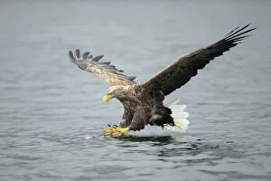 Animals Hunting Gallery: White-tailed Eagle or Sea Eagle -Haliaeetus albicilla- about to grab for a fish, Lauvsnes