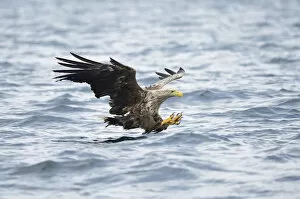 Images Dated 9th August 2012: White-tailed Eagle or Sea Eagle -Haliaeetus albicilla- about to grab for a fish, Lauvsnes