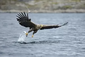 Images Dated 9th August 2012: White-tailed Eagle or Sea Eagle -Haliaeetus albicilla- flying away with a captured fish, Lauvsnes