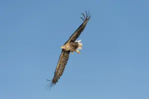 Sea Eagle Prints: White-tailed Eagle or Sea Eagle -Haliaeetus albicilla