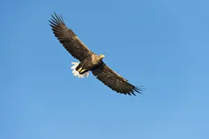 Sea Eagle Prints: White-tailed Eagle or Sea Eagle -Haliaeetus albicilla