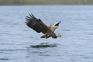 Approach Prints: White-tailed Eagle or Sea Eagle -Haliaeetus albicilla
