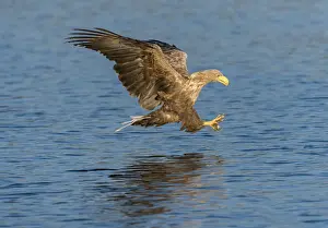 White-tailed Eagle or Sea Eagle -Haliaeetus albicilla-, in flight, Mecklenburg Lake District, Mecklenburg-Western Pomerania, Germany