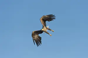 White-tailed Eagle or Sea Eagle -Haliaeetus albicilla-, in flight, Mecklenburg Lake District, Mecklenburg-Western Pomerania, Germany