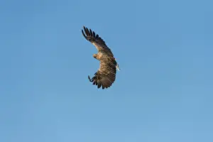White-tailed Eagle or Sea Eagle -Haliaeetus albicilla-, in flight, Mecklenburg Lake District, Mecklenburg-Western Pomerania, Germany