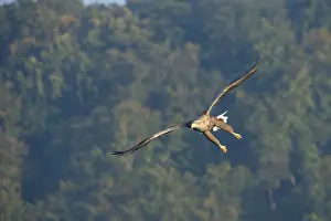 White-tailed Eagle or Sea Eagle -Haliaeetus albicilla-, in flight, Mecklenburg Lake District, Mecklenburg-Western Pomerania, Germany