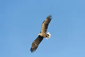 White-tailed Eagle or Sea Eagle -Haliaeetus albicilla-, in flight, Mecklenburg Lake District, Mecklenburg-Western Pomerania, Germany