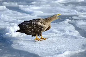 Ice Floe Prints: White-tailed Eagle or Sea Eagle -Haliaeetus albicilla