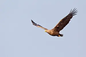 Niedersachsen Prints: White-tailed Eagle or Sea Eagle -Haliaeetus albicilla- in flight, Lower Saxony, Germany