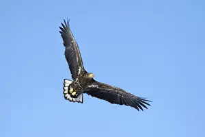 Spreading Wings Prints: White-tailed Eagle or Sea Eagle -Haliaeetus albicilla- in flight