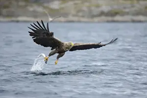 Preying Prints: White-tailed Eagle or Sea Eagle -Haliaeetus albicilla- flying away with a captured fish