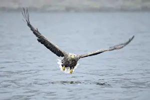 Falconiformes Prints: White-tailed Eagle or Sea Eagle -Haliaeetus albicilla- flying low over the sea