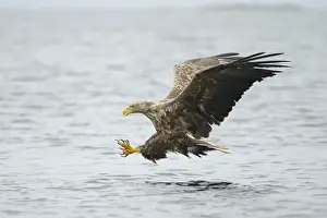 Falconiformes Prints: White-tailed Eagle or Sea Eagle -Haliaeetus albicilla- flying with outstretched claws