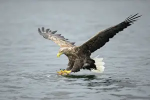 White-tailed Eagle or Sea Eagle -Haliaeetus albicilla- about to grab for a fish, Lauvsnes, Flatanger, Nord-Trondelag, Trondelag, Norway