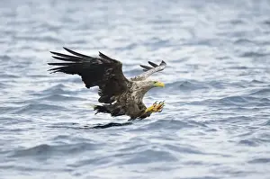Preying Prints: White-tailed Eagle or Sea Eagle -Haliaeetus albicilla- about to grab for a fish