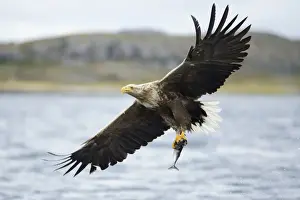 Preying Prints: White-tailed Eagle or Sea Eagle -Haliaeetus albicilla- with outstretched wings flying away with a captured fish