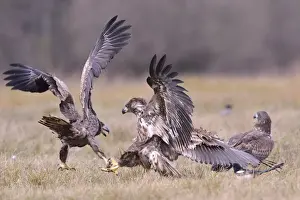 Haliaeetus Prints: White-tailed Eagles -Haliaeetus albicilla- fighting on an autumn meadow