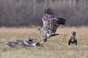 White-tailed Eagles -Haliaeetus albicilla- fighting on an autumn meadow, Kuyavian-Pomeranian Voivodeship, Poland