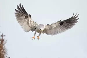 Images Dated 16th February 2013: White-tailed Kite