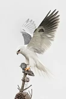 Images Dated 18th February 2013: White-tailed Kite