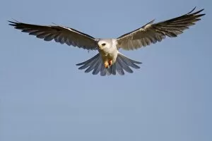 Images Dated 7th April 2012: White-tailed Kite