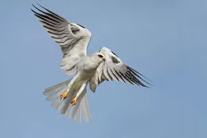 Images Dated 30th March 2012: White tailed kite
