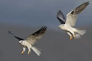 Images Dated 27th February 2012: White-tailed Kite