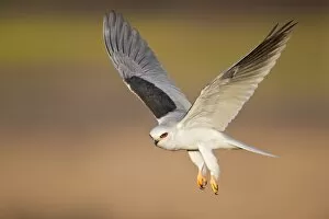 Images Dated 11th February 2012: White-tailed Kite