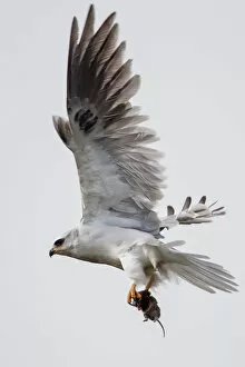 Images Dated 16th April 2012: White tailed kite on flight
