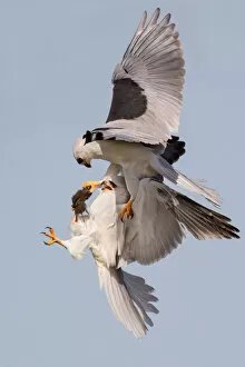 Images Dated 3rd April 2012: White-tailed Kite food exchange
