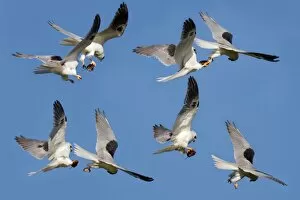 Spread Wings Gallery: White tailed Kite food exchange