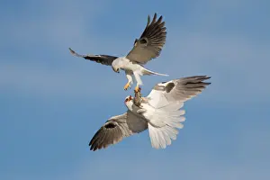Exchanging Prints: White-tailed Kite food exchange