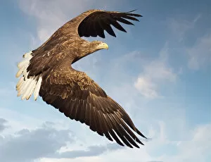 Beautiful Bird Species Gallery: White tailed sea eagle