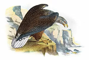 Images Dated 4th July 2015: White tailed sea eagle illustration 1896