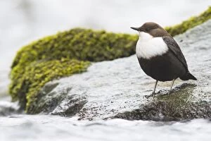 Images Dated 16th March 2018: White-throated Dipper (Cinclus cinclus) sits on stone in a stream, Emsland, Lower Saxony, Germany