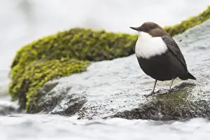 Creek Prints: White-throated Dipper (Cinclus cinclus) sits on stone in a stream